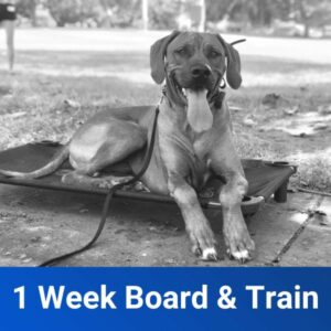 1 Week "Freedom" Board & Train